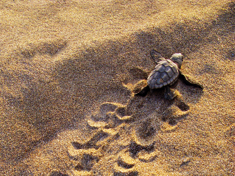 Caretta Caretta